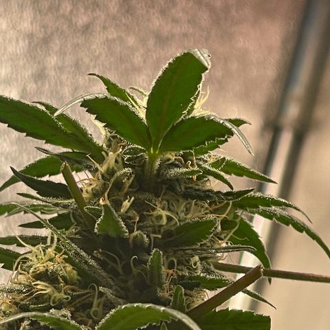 Unknown strain growlog timeline photo
