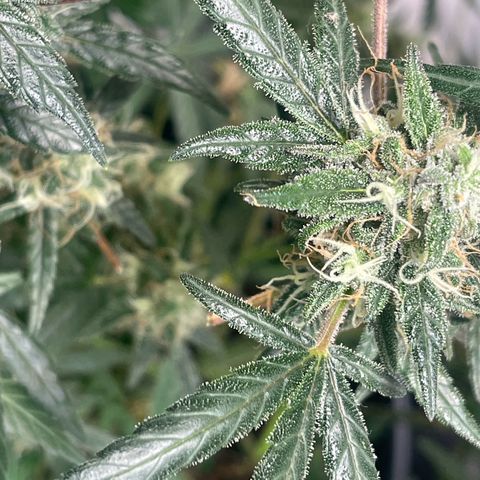 Unknown strain growlog timeline photo