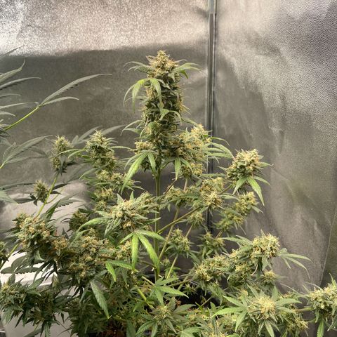 Unknown strain growlog timeline photo