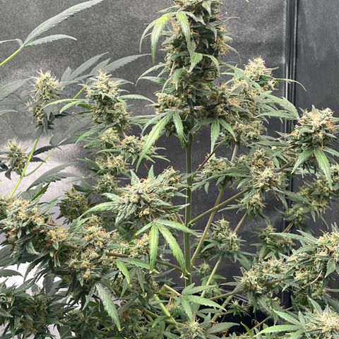 Unknown strain growlog timeline photo