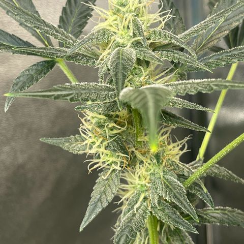 Gator Breath growlog timeline photo