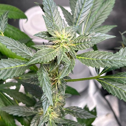 Gator Breath growlog timeline photo