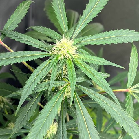 Gator Breath growlog timeline photo