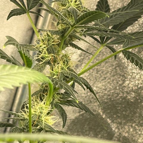 Gator Breath growlog timeline photo