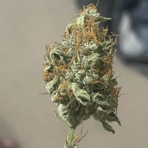 Grand Daddy Purp growlog timeline photo