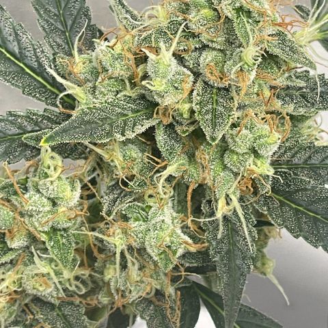Grand Daddy Purp growlog timeline photo