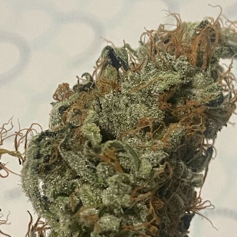 Grand Daddy Purp growlog timeline photo
