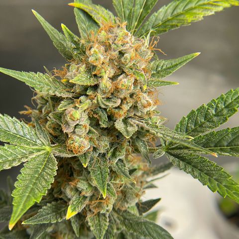 Grand Daddy Purp growlog timeline photo