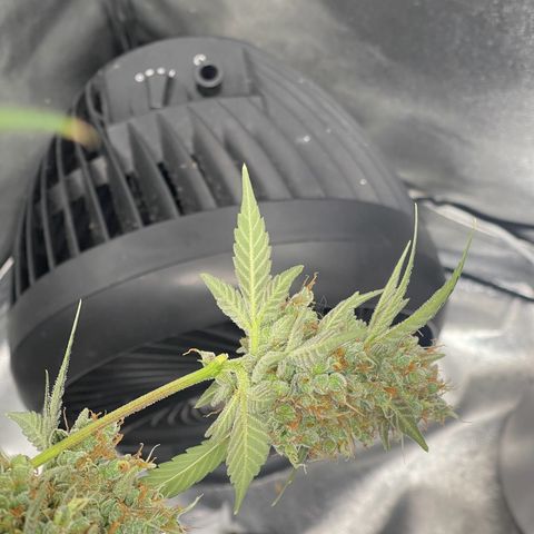 Grand Daddy Purp growlog timeline photo