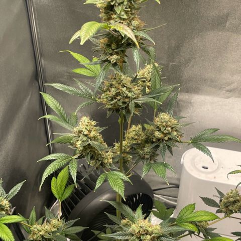 Grand Daddy Purp growlog timeline photo