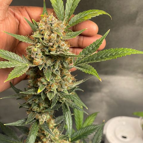 Grand Daddy Purp growlog timeline photo