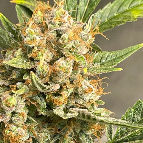 Grand Daddy Purp growlog timeline photo