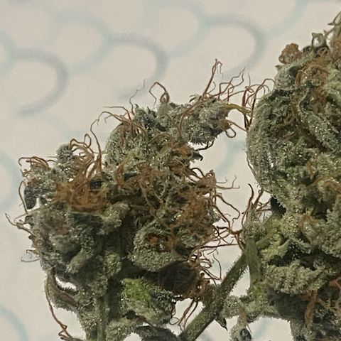 Grand Daddy Purp growlog timeline photo