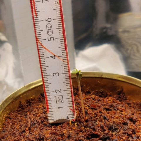 Amnesia Haze (Done) growlog timeline photo