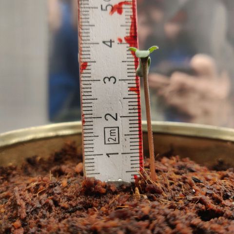 Amnesia Haze (Done) growlog timeline photo