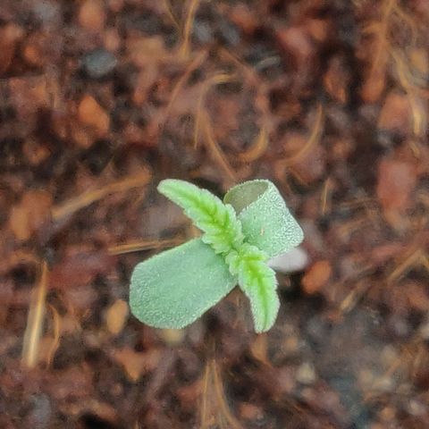 Amnesia Haze (Done) growlog timeline photo