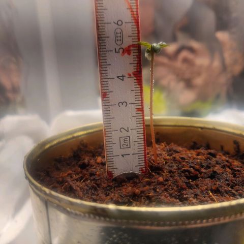 Amnesia Haze (Done) growlog timeline photo