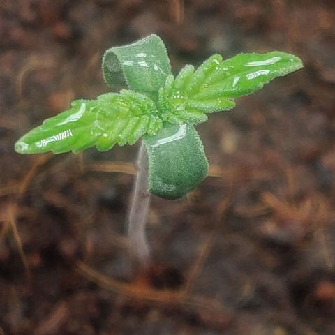 Amnesia Haze (Done) growlog timeline photo
