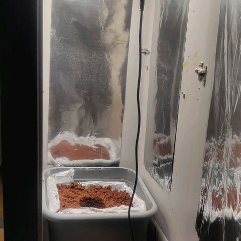 Amnesia Haze (Done) growlog photo: Umtopfen 