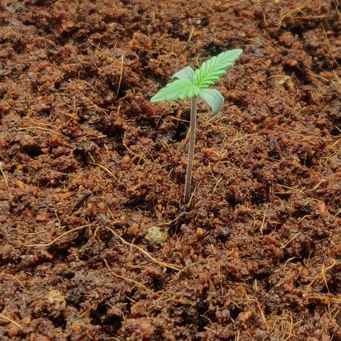 Amnesia Haze (Done) growlog timeline photo