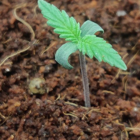 Amnesia Haze (Done) growlog timeline photo
