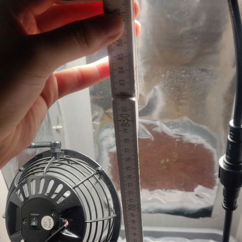 Amnesia Haze (Done) growlog timeline photo