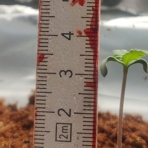 Amnesia Haze (Done) growlog timeline photo