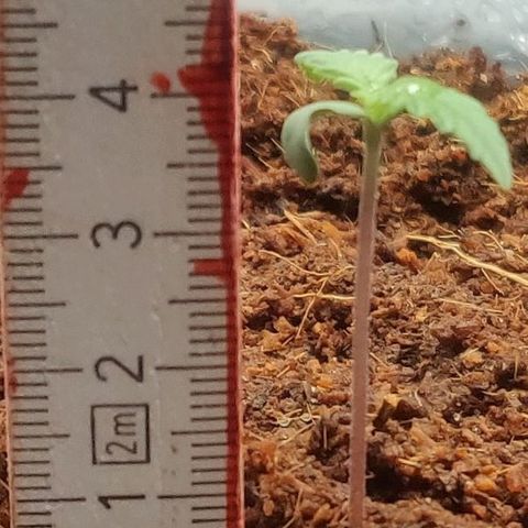 Amnesia Haze (Done) growlog timeline photo