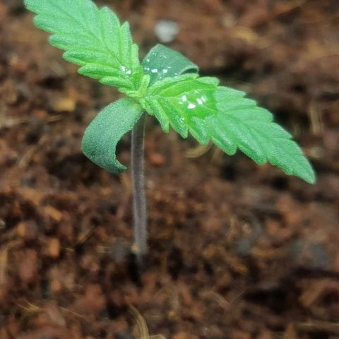 Amnesia Haze (Done) growlog timeline photo