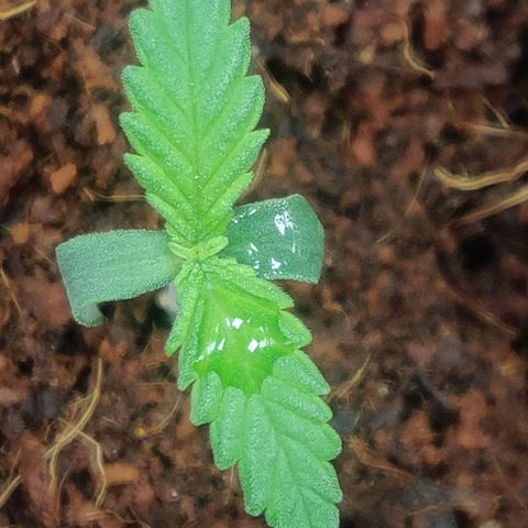 Amnesia Haze (Done) growlog timeline photo