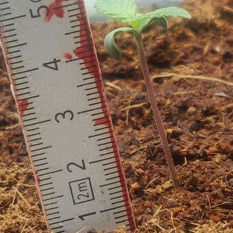 Amnesia Haze (Done) growlog timeline photo