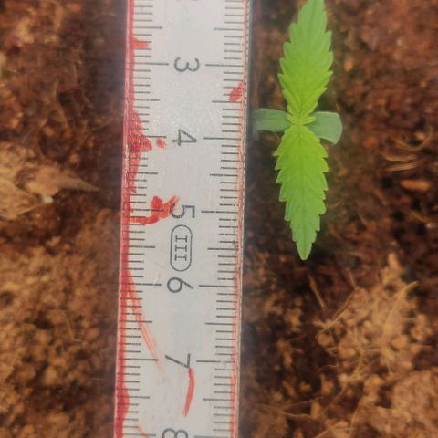 Amnesia Haze (Done) growlog timeline photo
