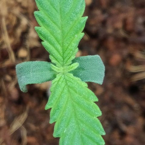 Amnesia Haze (Done) growlog timeline photo