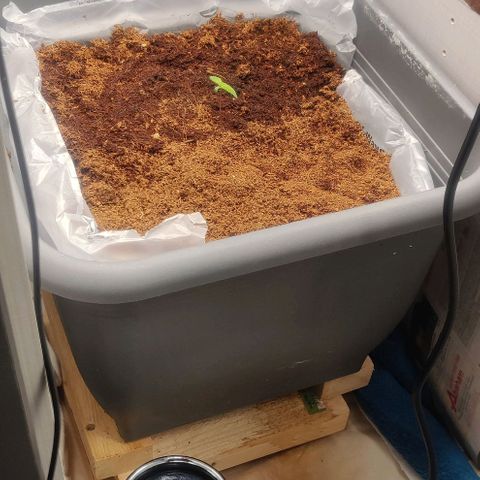 Amnesia Haze (Done) growlog timeline photo