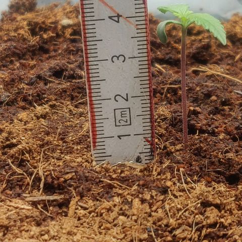 Amnesia Haze (Done) growlog timeline photo