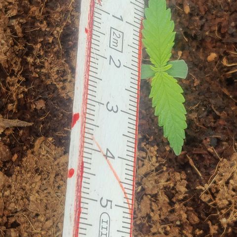 Amnesia Haze (Done) growlog timeline photo