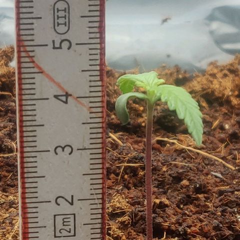 Amnesia Haze (Done) growlog timeline photo
