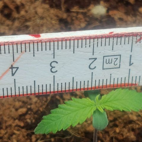 Amnesia Haze (Done) growlog timeline photo