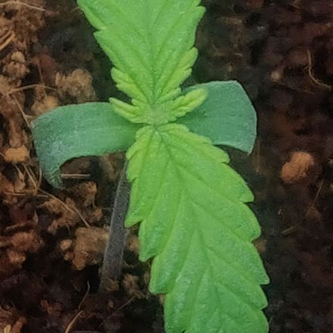Amnesia Haze (Done) growlog timeline photo