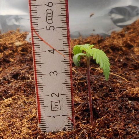 Amnesia Haze (Done) growlog timeline photo
