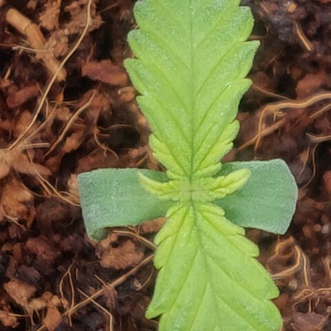 Amnesia Haze (Done) growlog timeline photo