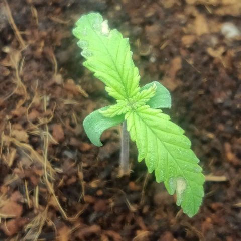 Amnesia Haze (Done) growlog timeline photo