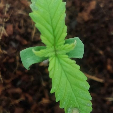 Amnesia Haze (Done) growlog timeline photo