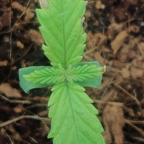 Amnesia Haze (Done) growlog timeline photo