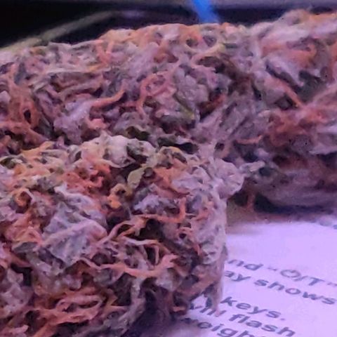 Amnesia Haze (Done) growlog timeline photo