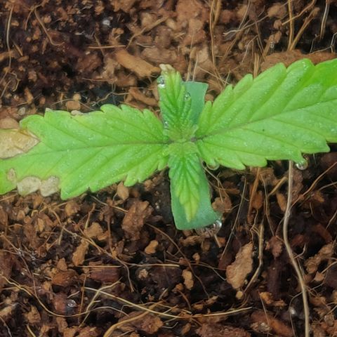 Amnesia Haze (Done) growlog timeline photo