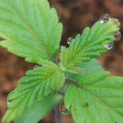 Amnesia Haze (Done) growlog photo: Sieht aus als würde sie weiterwachsen?! Nur ganz langsam, Blätter hängen jetzt auch weniger, ggf. Was die Luftfeuchtigkeit nicht genug