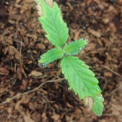 Amnesia Haze (Done) growlog photo: Sieht aus als würde sie weiterwachsen?! Nur ganz langsam, Blätter hängen jetzt auch weniger, ggf. Was die Luftfeuchtigkeit nicht genug