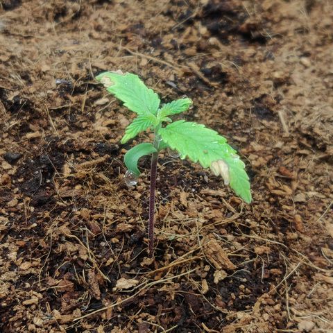 Amnesia Haze (Done) growlog photo: Sieht aus als würde sie weiterwachsen?! Nur ganz langsam, Blätter hängen jetzt auch weniger, ggf. Was die Luftfeuchtigkeit nicht genug