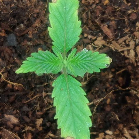 Amnesia Haze (Done) growlog photo: Sie wächst endlich weiter, bleibt vorerst weiterhin unter hoher Luftfeuchtigkeit 